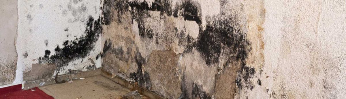 moldy wall damage