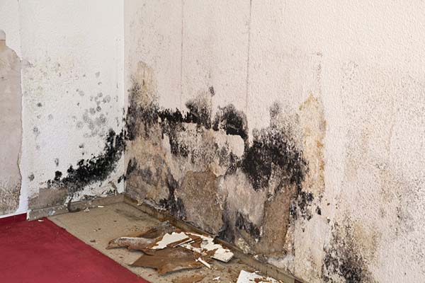 moldy wall damage