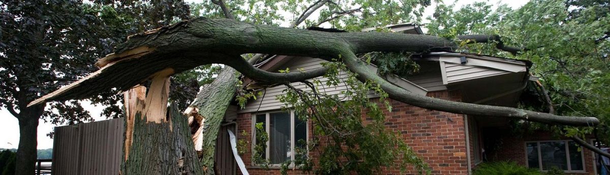 storm tree that damaged house